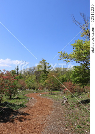 Fresh green Akagi nature garden 52511229