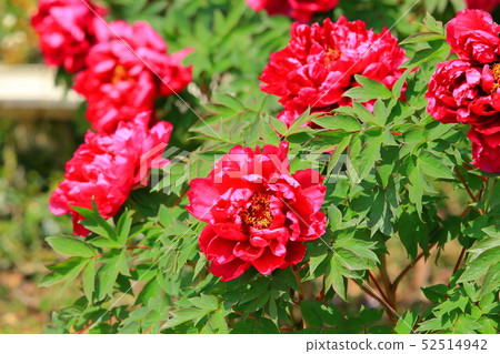 Peony 52514942