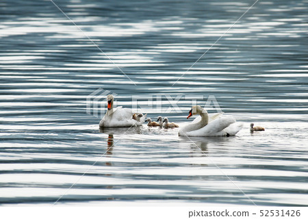 Swan parent and child 52531426
