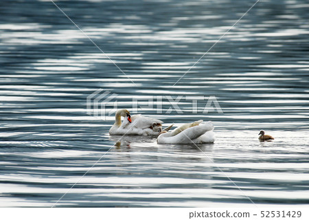 Swan parent and child 52531429