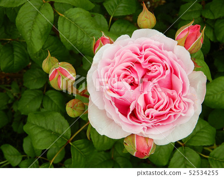 Early Summer Lake Biwa Otsukan Rose Maria Theresia Early Summer Lake Biwa Otsukan Rose Maria Theresia 52534255