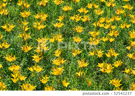 Lily Park 52541237