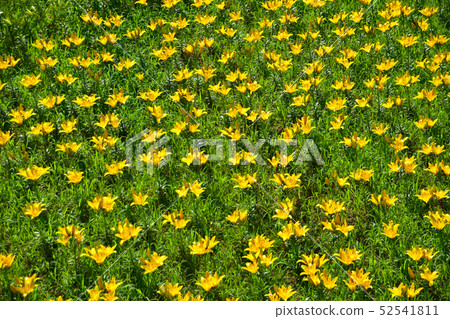 Lily Park Lily Park 52541811