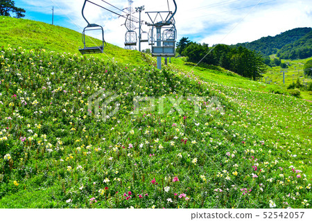 Dynaland Lily Garden (2016) Dynaland Lily Garden (2016) 52542057
