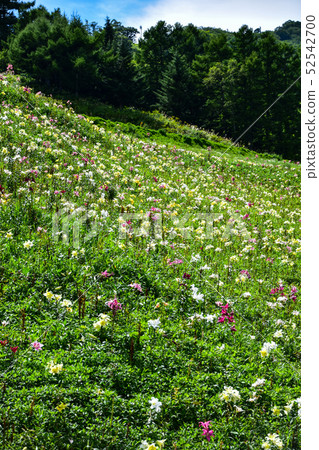 Dynaland Lily Garden (2016) Dynaland Lily Garden (2016) 52542700