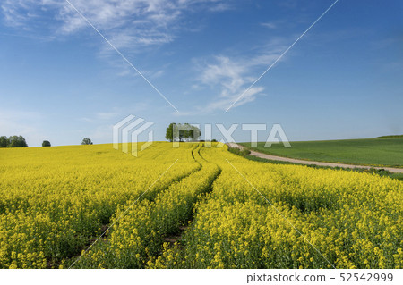 Flowering field of bright yellow rapeseed or colza 52542999