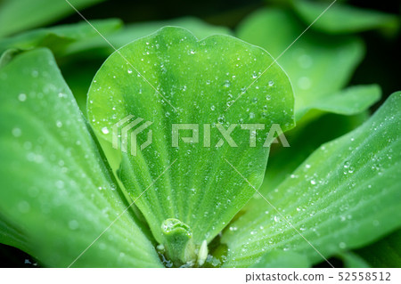 Water lettuce ( Pistia stratiotes Linnaeus ) Water lettuce ( Pistia stratiotes Linnaeus ) 52558512