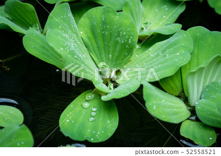 Water lettuce  ( Pistia stratiotes Linnaeus ) 52558521