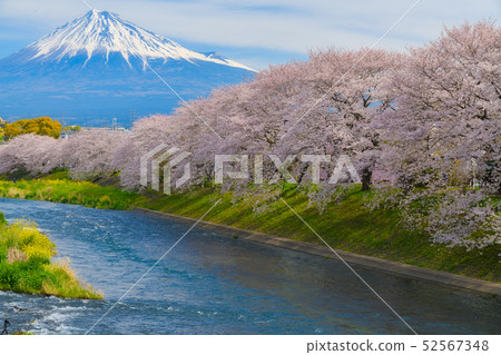 <Shizuoka Prefecture> A famous spot of cherry blossoms Mt. Fuji and flow of cherry blossoms and Juigawa 52567348