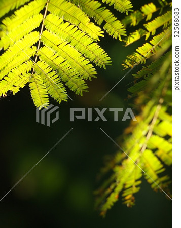 green leaves plant looks like the horse tamarind green leaves plant looks like the horse tamarind 52568083