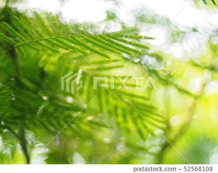 green leaves plant looks like the horse tamarind green leaves plant looks like the horse tamarind 52568108