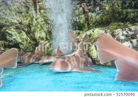 Cat shark of Kiho town sea turtle park Cat shark of Kiho town sea turtle park 52570090