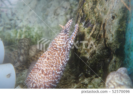 Kiho鎮海龜公園海鰻 52570096