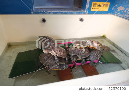 樂趣家庭綠海龜在Kiho鎮海龜公園 52570100