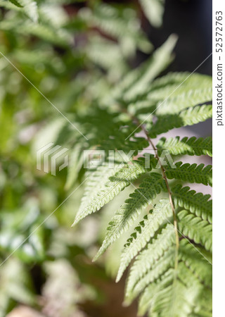 Nephrolepis cordifolia fern in  outdoor garden for 52572763