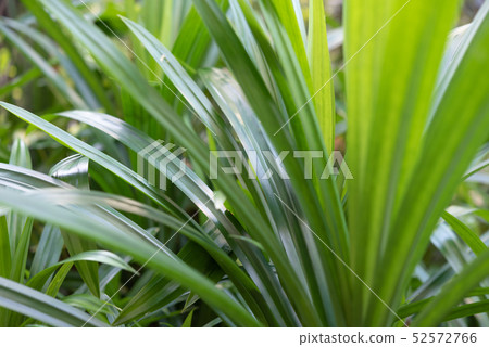 Pandanus amaryllifolius, Thai  ingredient  food 52572766
