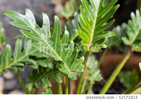 Philodendron,beautiful and unique shape green 52572813