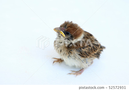 Sparrow Hina White back left upward Sparrow Hina White back left upward 52572931
