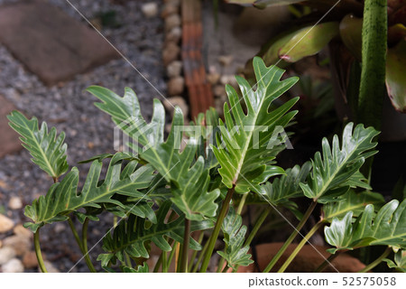 Philodendron,beautiful and unique shape green Philodendron,beautiful and unique shape green 52575058