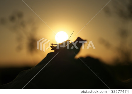 Sunset and grasshopper Sunset and grasshopper 52577474