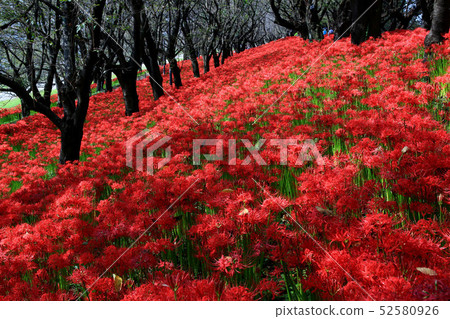 Cluster amaryllis 52580926