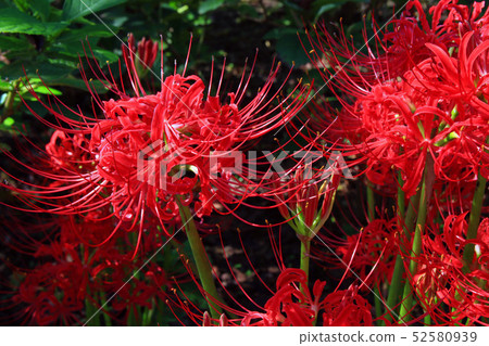 Cluster amaryllis 52580939