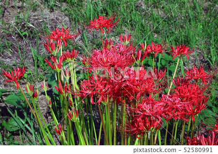 Cluster amaryllis 52580991