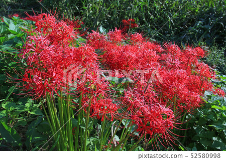 Cluster amaryllis 52580998
