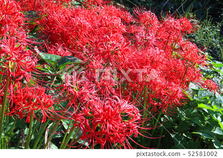 群集孤挺花 群集孤挺花 52581002