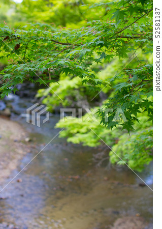 Nara Park River and Blue Autumn Leaves 52581187