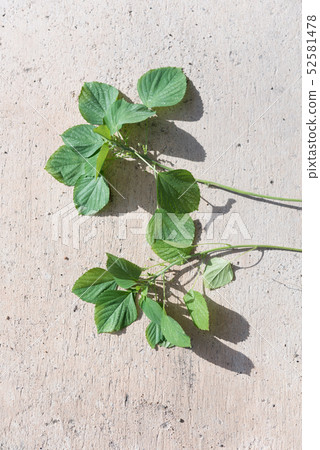 Acalypha indica,Indian copperleaf,Tree-seeded Acalypha indica,Indian copperleaf,Tree-seeded 52581478
