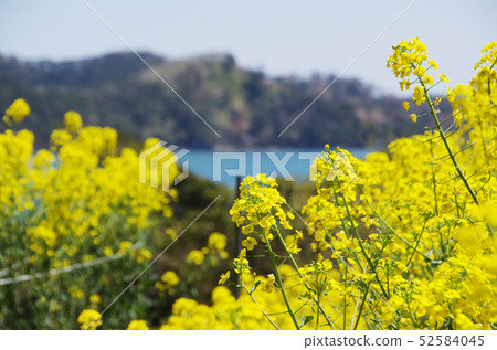 強姦公園島的花朵 52584045