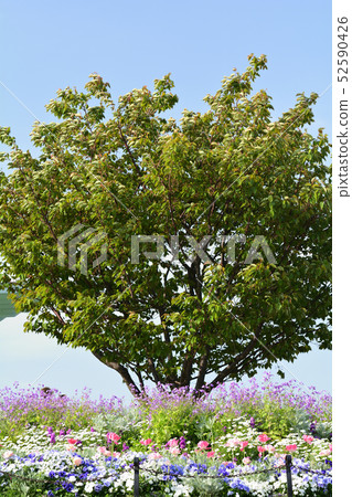 Hill Park where Yokohama · Harbor can be seen 52590426