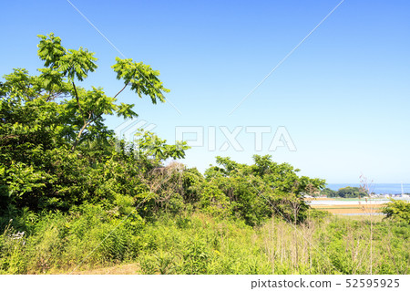 Field (early summer) Field (early summer) 52595925