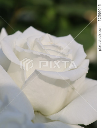 White Rose White Rose 52596043