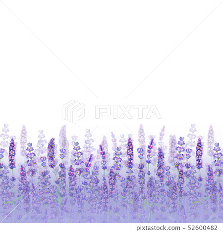 Lavender field pattern on white background. Lavender field pattern on white background. 52600482