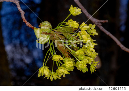 Young maple leaves. Spring buds 52601233