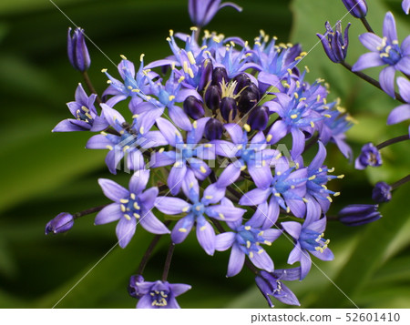 Schiller Perbiana 9 52601410