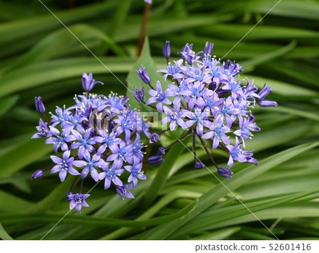 Schiller Perbiana 11 Schiller Perbiana 11 52601416