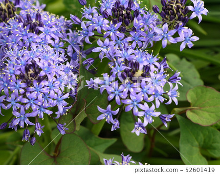 Schiller Perbiana 12 52601419