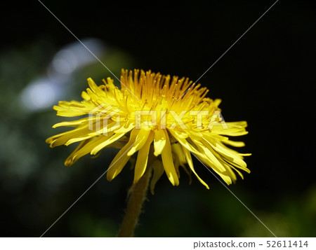 Dandelion flower side face 3 Dandelion flower side face 3 52611414