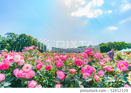 Koyo Botanical Park Spring Rose Koyo Botanical Park Spring Rose 52612129