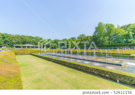 Koyo植物園春天玫瑰 52612156
