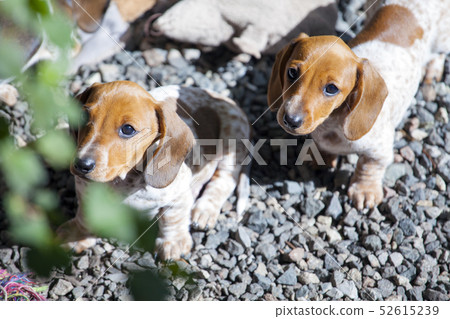 dachshund puppy portrait stone background  52615239