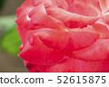 一朵紅玫瑰 52615875