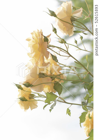 黃玫瑰 黃玫瑰 52615893