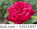一朵紅玫瑰 52615897