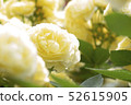 黃玫瑰 52615905