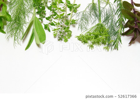 Kitchen Herb Kitchen Herb 52617366