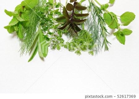 Kitchen Herb 52617369